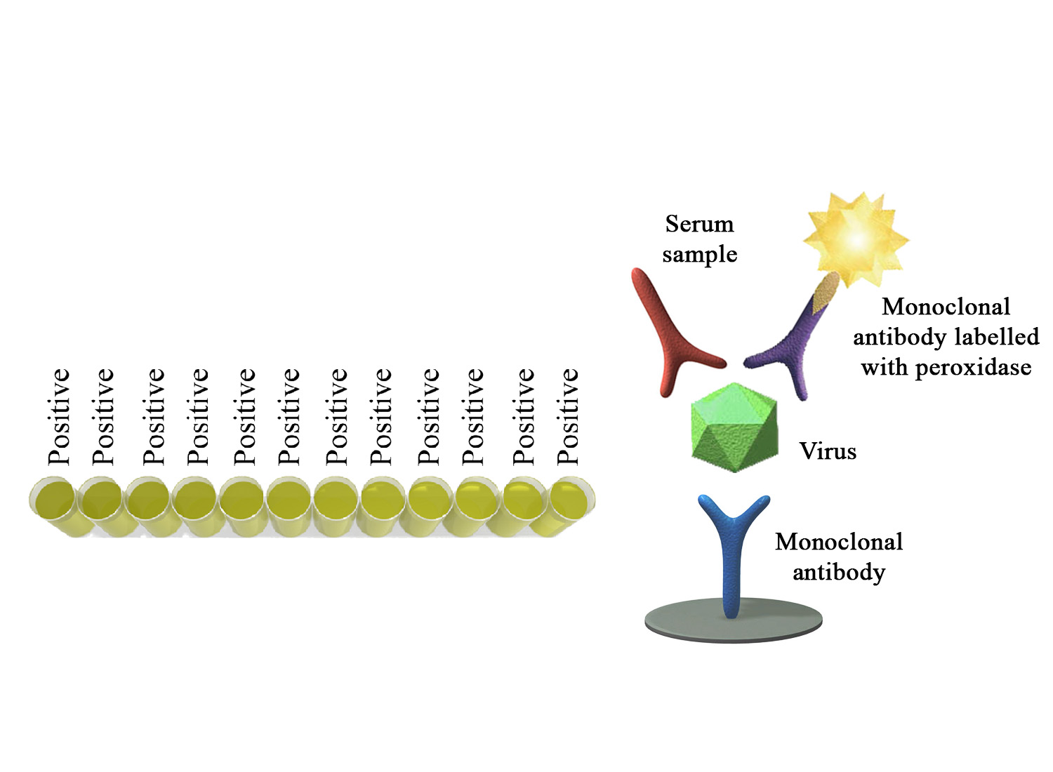 BIO K 126 - Monoscreen AbELISA Bovine rotavirus / Competition